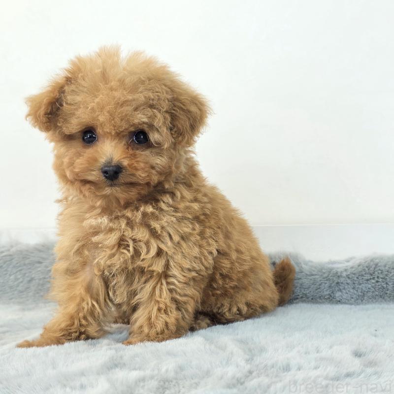 販売中の茨城県のマルプー:マルチーズ×トイプードル-439013の4枚目