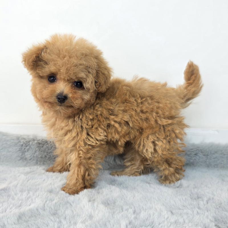 販売中の茨城県のマルプー:マルチーズ×トイプードル-439013の3枚目