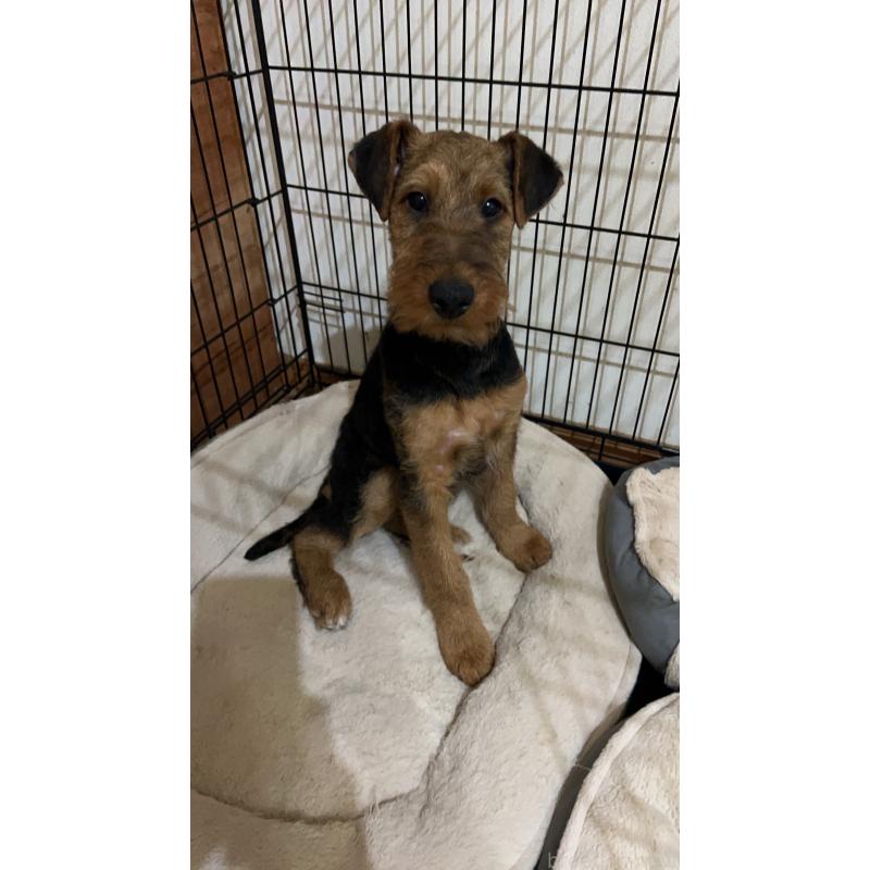 販売中の埼玉県のエアデールテリア-427147