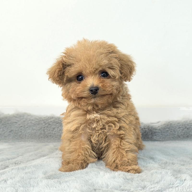 販売中の茨城県のマルプー:マルチーズ×トイプードル-439013の2枚目