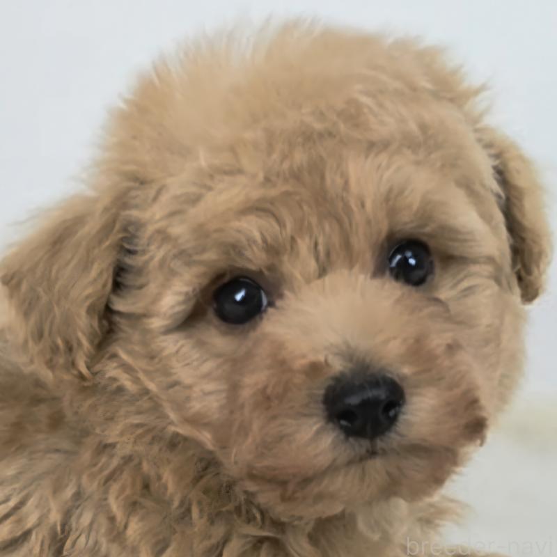 販売中の茨城県のマルプー:マルチーズ×トイプードル-439016