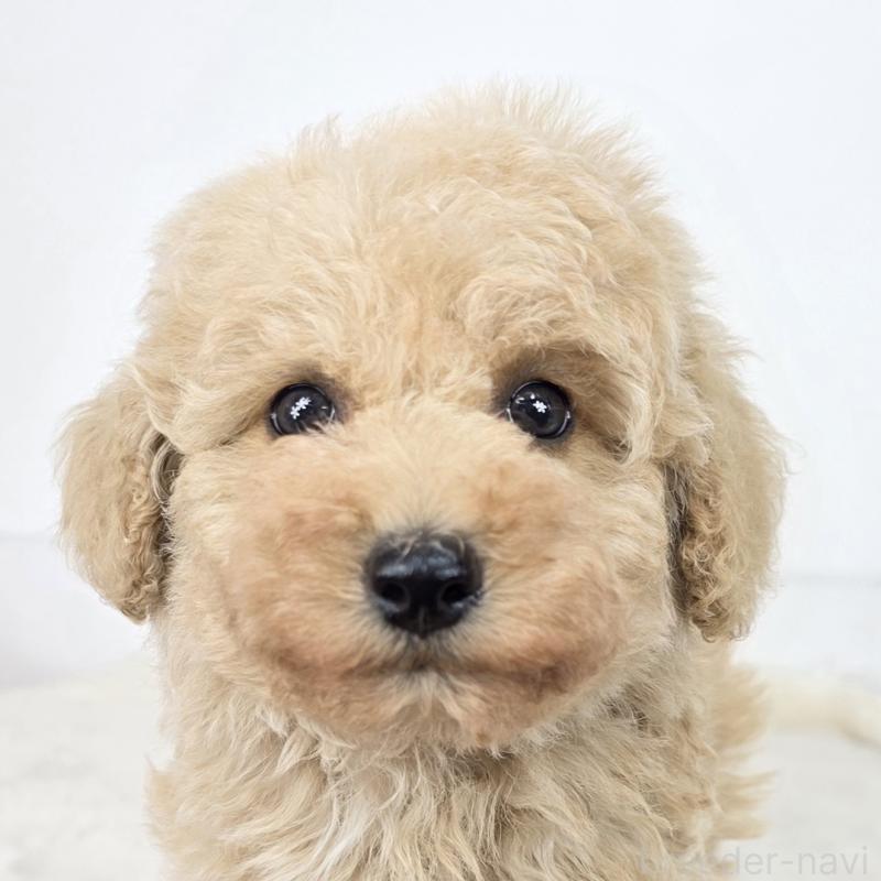 販売中の茨城県のマルプー:マルチーズ×トイプードル-439019