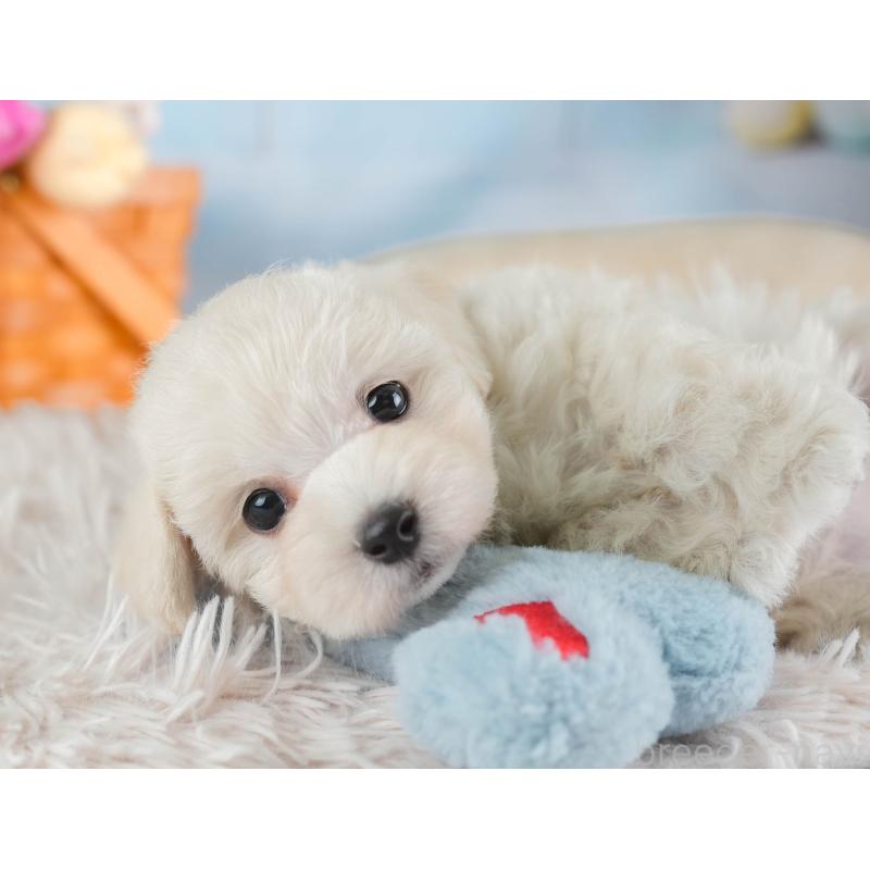 販売中の埼玉県のマルプー:マルチーズ×トイプードル-443799の11枚目