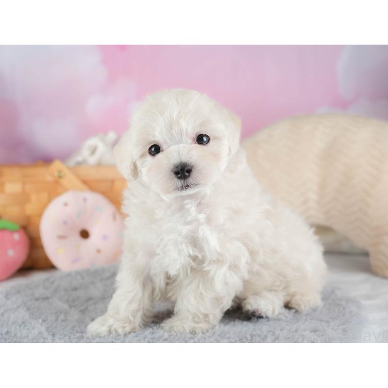 販売中の埼玉県のマルプー:マルチーズ×トイプードル-443799の10枚目