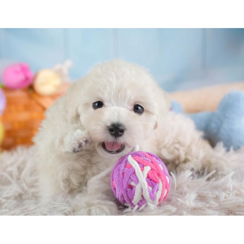 販売中の埼玉県のマルプー:マルチーズ×トイプードル-443799の9枚目