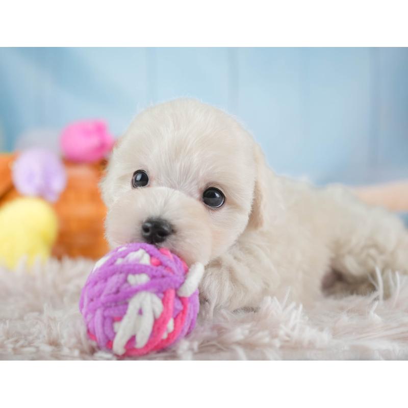 販売中の埼玉県のマルプー:マルチーズ×トイプードル-443799の8枚目