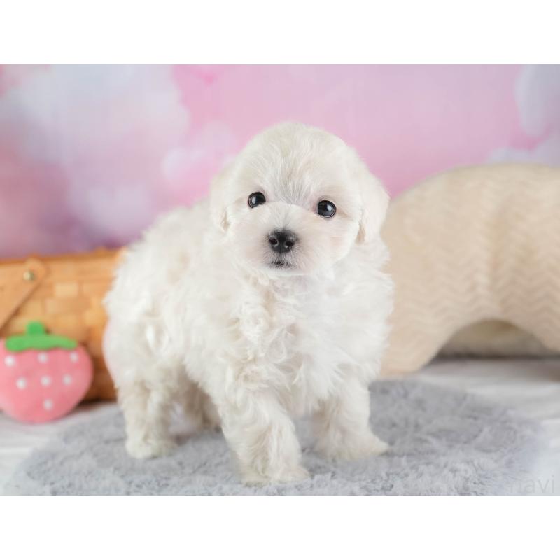 販売中の埼玉県のマルプー:マルチーズ×トイプードル-443799の6枚目