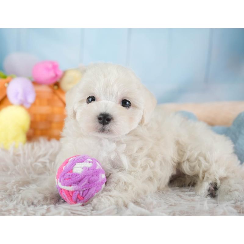 販売中の埼玉県のマルプー:マルチーズ×トイプードル-443799の5枚目