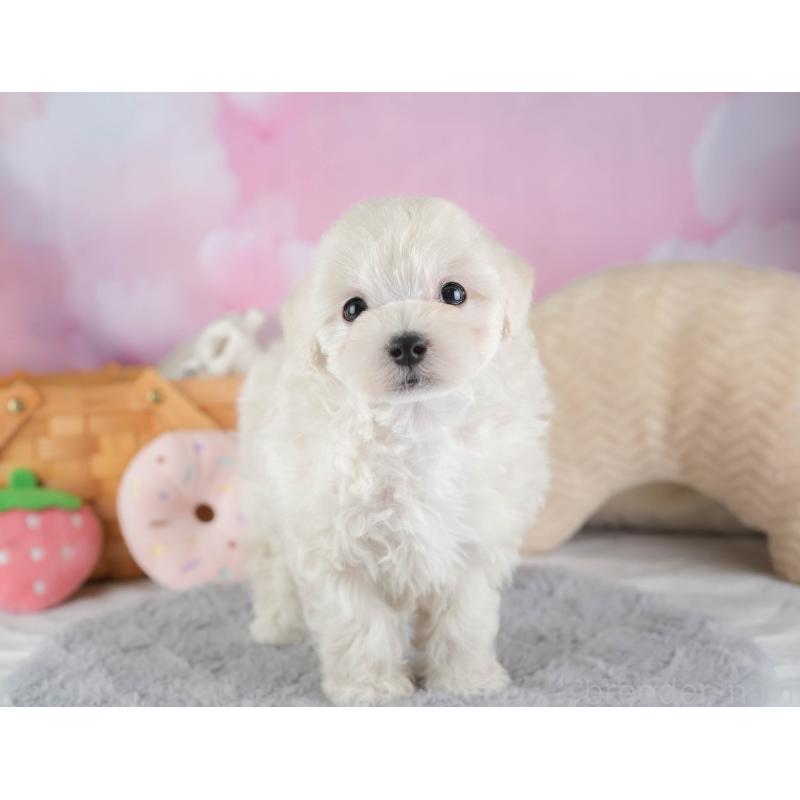 販売中の埼玉県のマルプー:マルチーズ×トイプードル-443799の4枚目