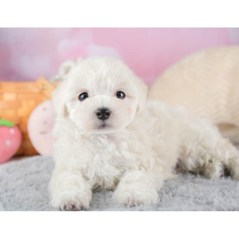 販売中の埼玉県のマルプー:マルチーズ×トイプードル-443799の3枚目