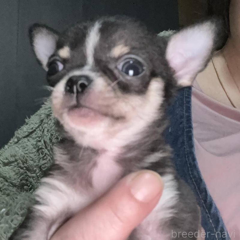 販売中の北海道のチワワ(スムースコート)-443800の1枚目