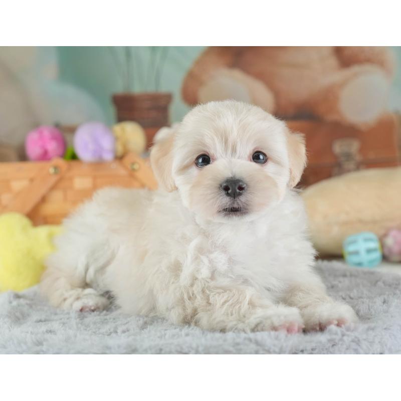 販売中の埼玉県のマルプー:マルチーズ×トイプードル-443801の10枚目