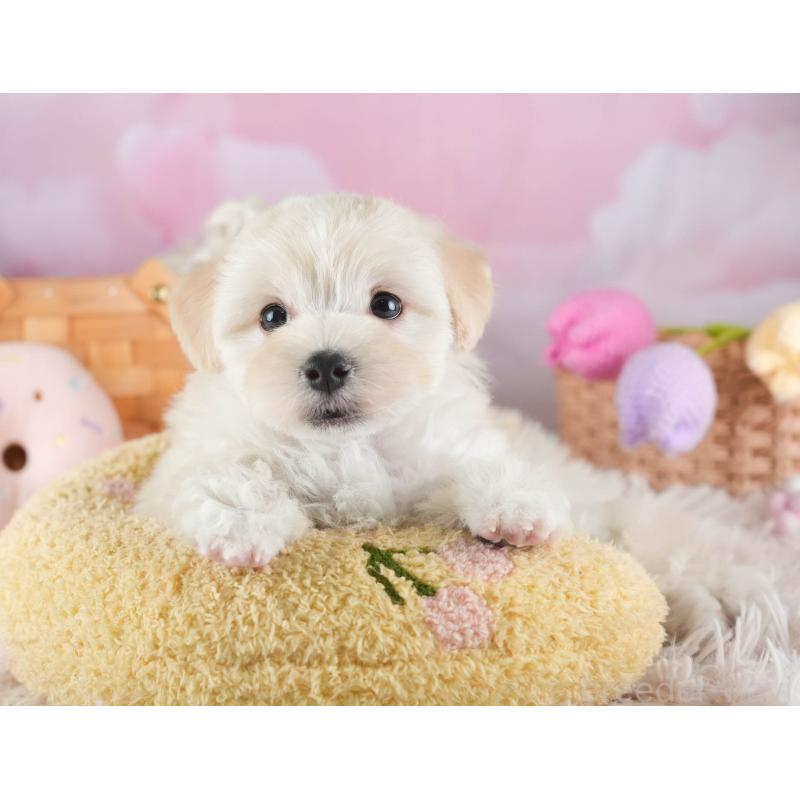 販売中の埼玉県のマルプー:マルチーズ×トイプードル-443801の9枚目