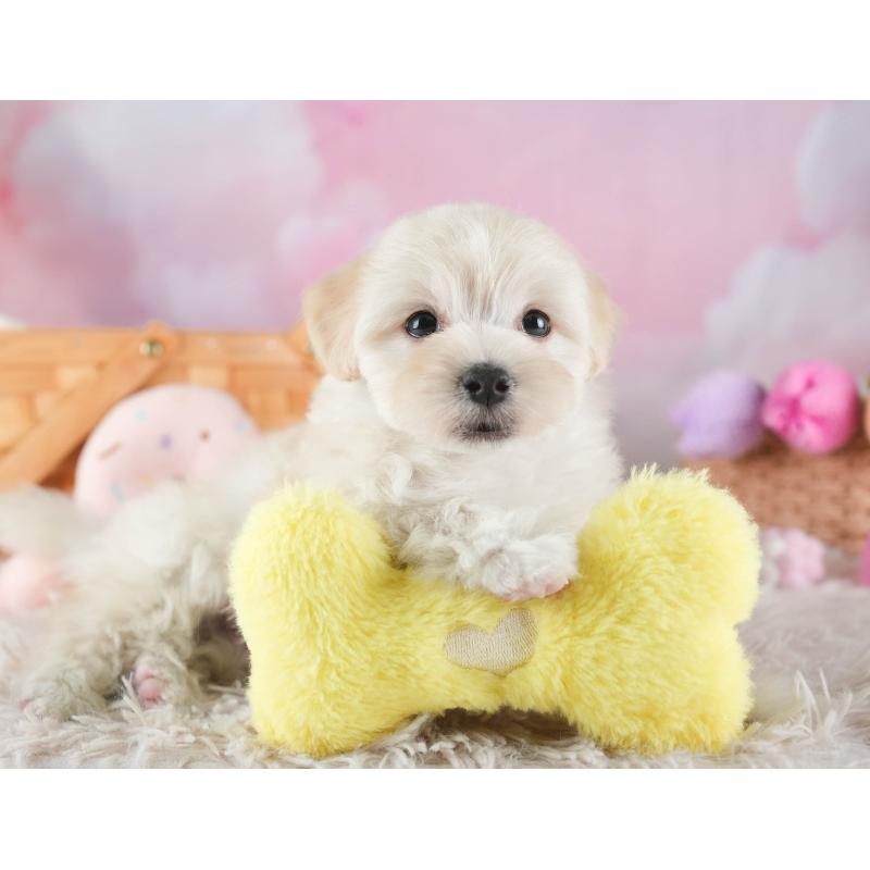 販売中の埼玉県のマルプー:マルチーズ×トイプードル-443801の6枚目