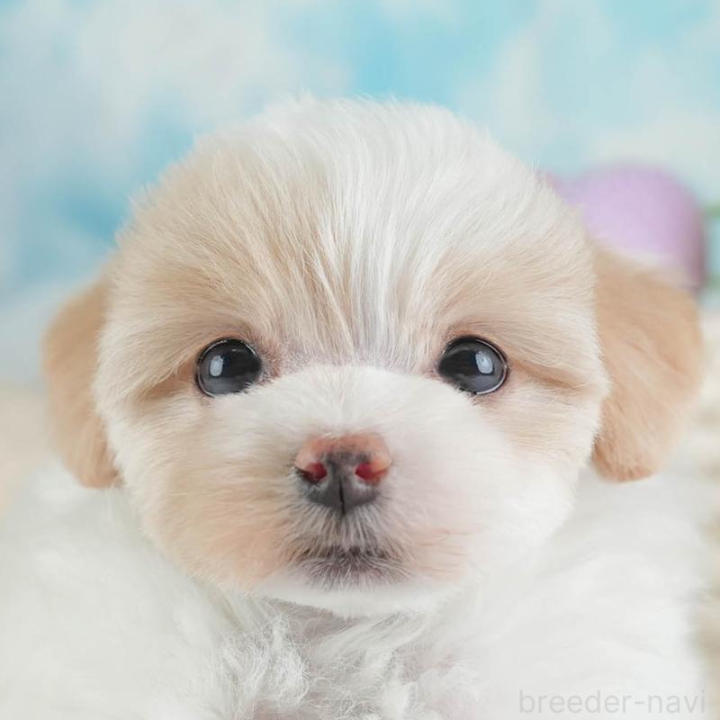 販売中の埼玉県のマルプー:マルチーズ×トイプードル-443802