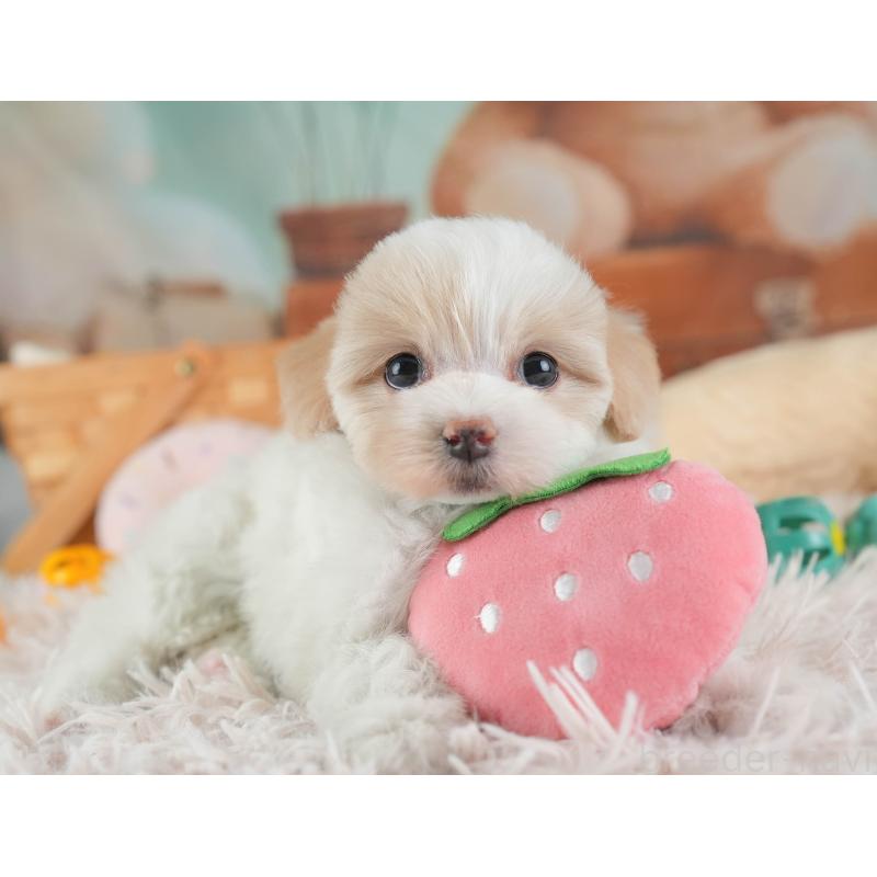 販売中の埼玉県のマルプー:マルチーズ×トイプードル-443802の11枚目