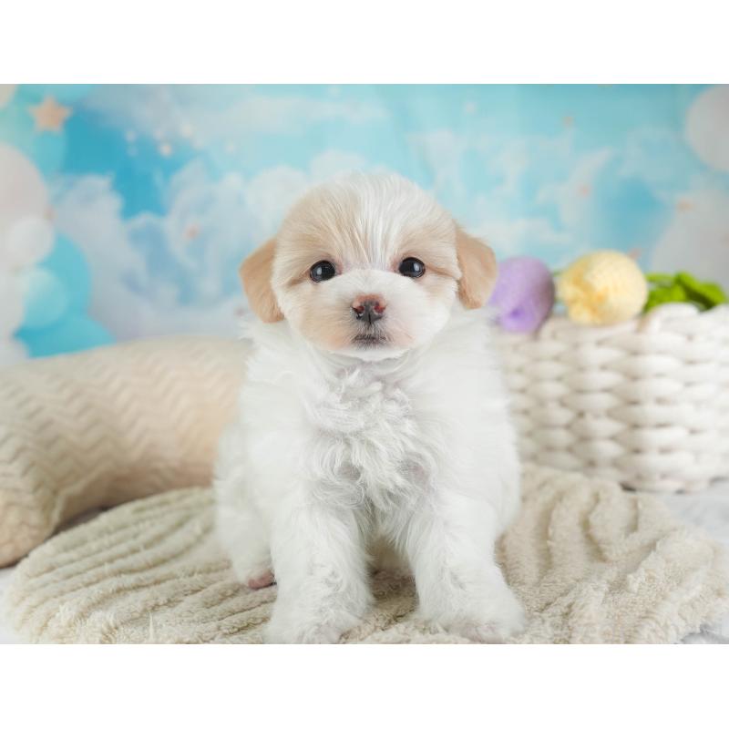 販売中の埼玉県のマルプー:マルチーズ×トイプードル-443802の10枚目