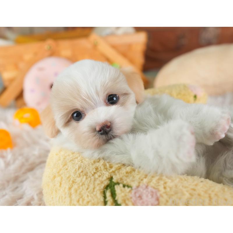 販売中の埼玉県のマルプー:マルチーズ×トイプードル-443802の9枚目