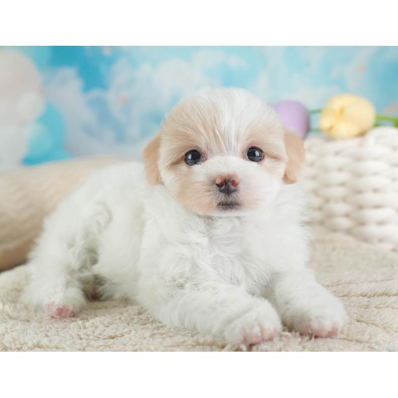 販売中の埼玉県のマルプー:マルチーズ×トイプードル-443802の7枚目