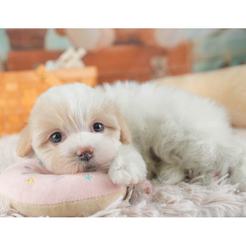 販売中の埼玉県のマルプー:マルチーズ×トイプードル-443802の6枚目