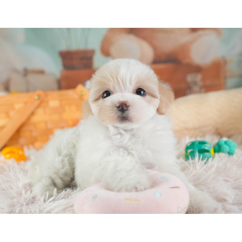 販売中の埼玉県のマルプー:マルチーズ×トイプードル-443802の5枚目