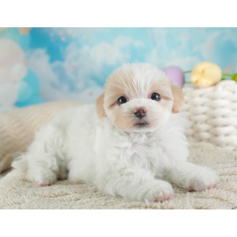 販売中の埼玉県のマルプー:マルチーズ×トイプードル-443802の4枚目