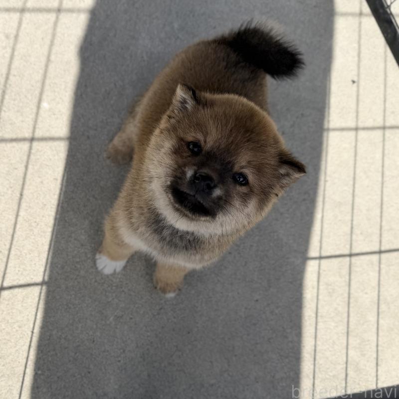 販売中の山梨県の柴犬-432313