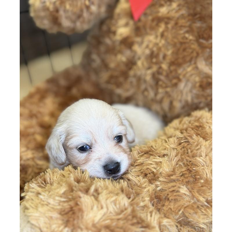 販売中の埼玉県のチワックス:チワワ×ミニチュアダックスフンド-443805の6枚目