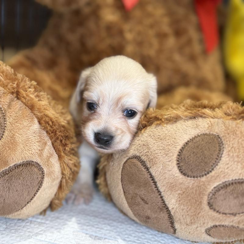 販売中の埼玉県のチワックス:チワワ×ミニチュアダックスフンド-443805の5枚目