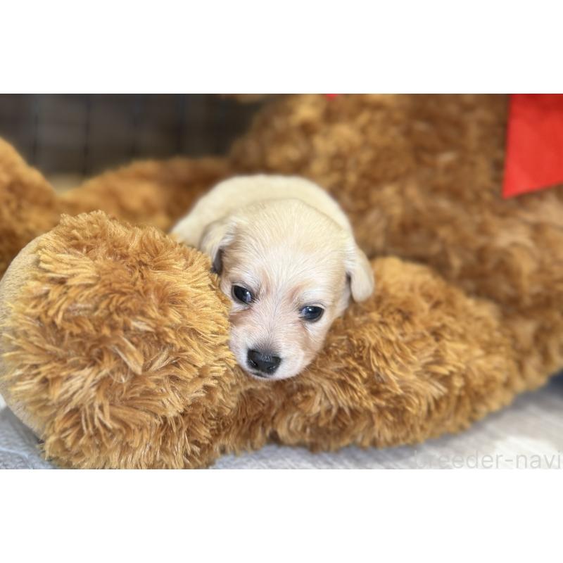 販売中の埼玉県のチワックス:チワワ×ミニチュアダックスフンド-443805の4枚目