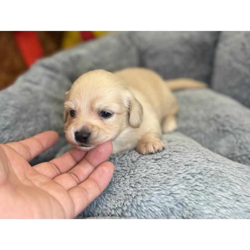 販売中の埼玉県のチワックス:チワワ×ミニチュアダックスフンド-443805の3枚目