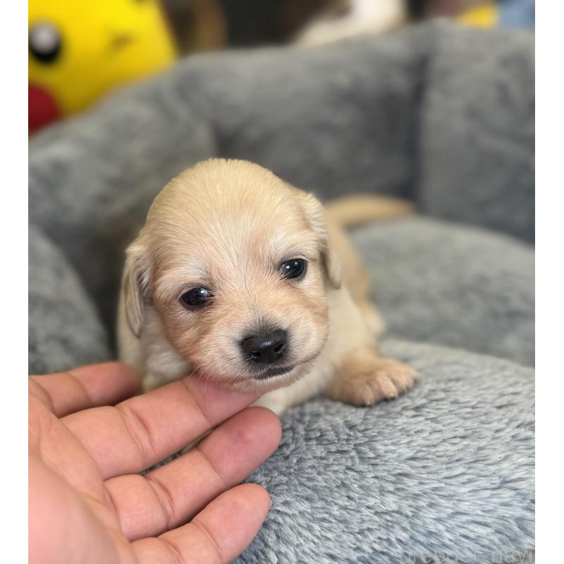 販売中の埼玉県のチワックス:チワワ×ミニチュアダックスフンド-443805の2枚目