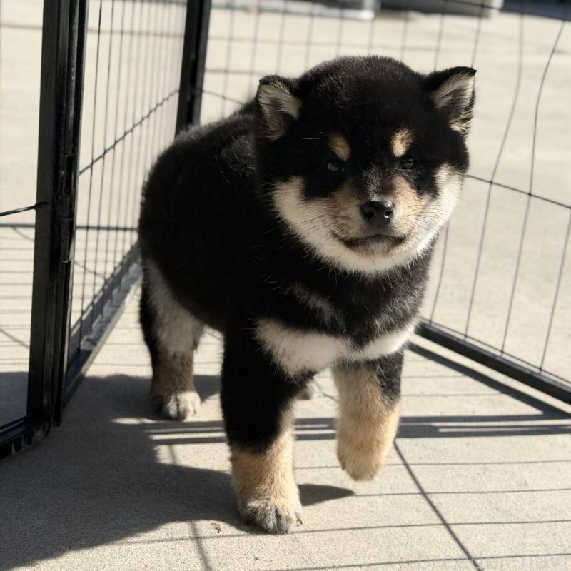 販売中の山梨県の柴犬-432312