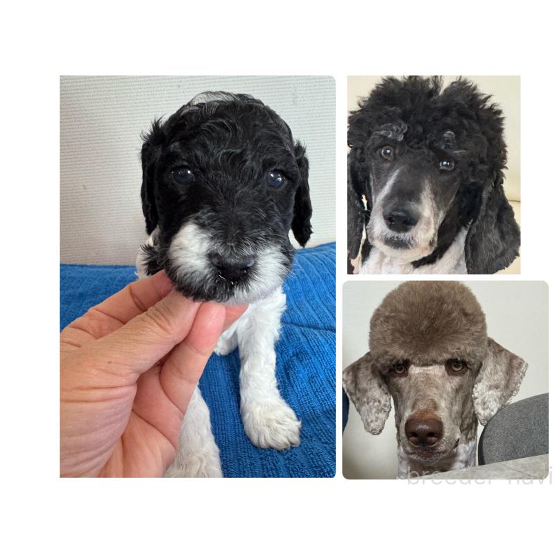 販売中の千葉県のスタンダードプードル-440207の9枚目