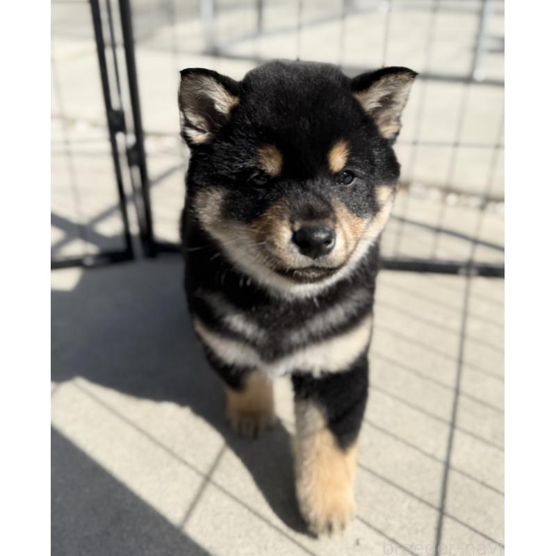 販売中の山梨県の柴犬-432311