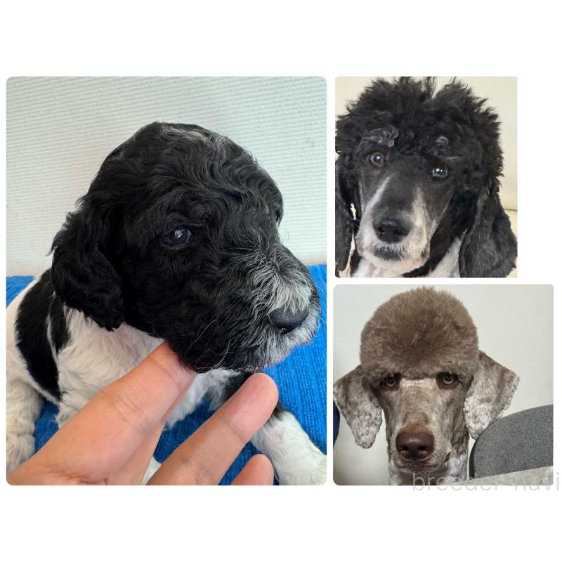 販売中の千葉県のスタンダードプードル-443223