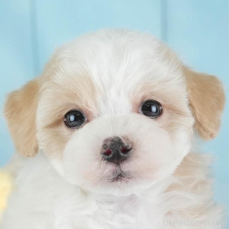 販売中の埼玉県のマルプー:マルチーズ×トイプードル-443803の1枚目