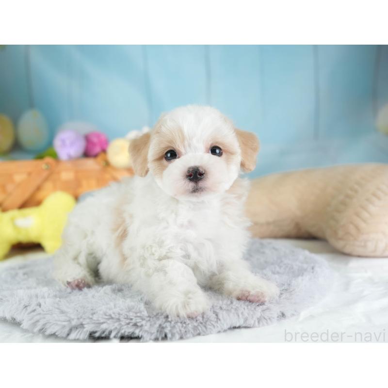 販売中の埼玉県のマルプー:マルチーズ×トイプードル-443803の11枚目