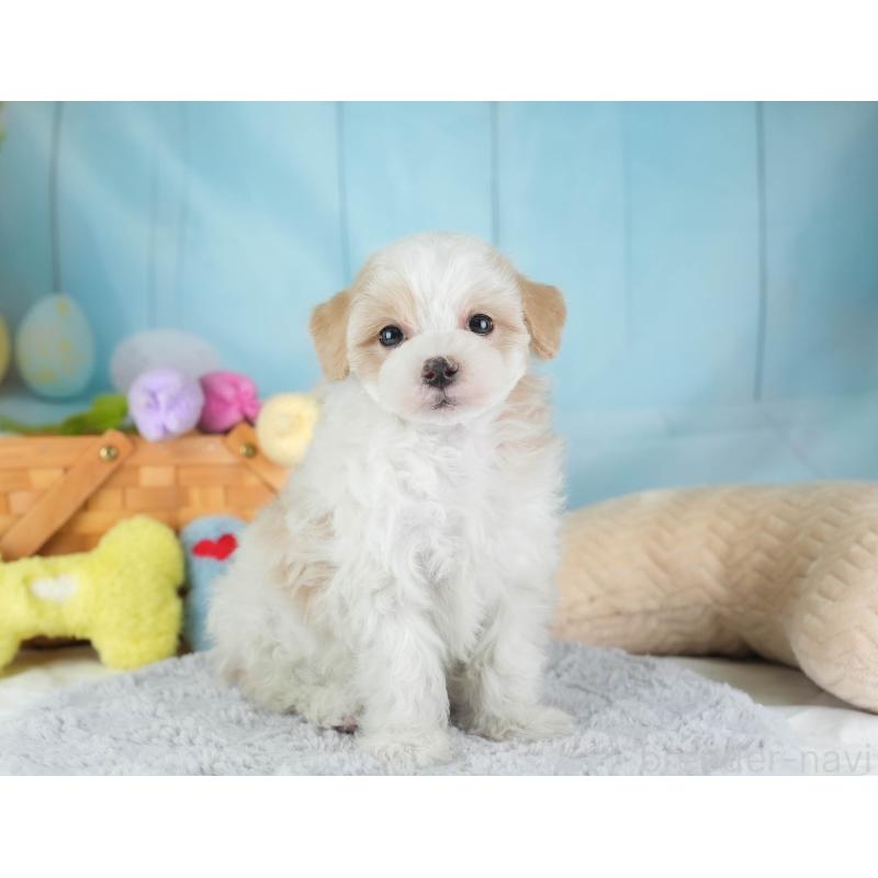 販売中の埼玉県のマルプー:マルチーズ×トイプードル-443803の10枚目