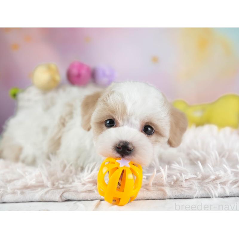 販売中の埼玉県のマルプー:マルチーズ×トイプードル-443803の9枚目