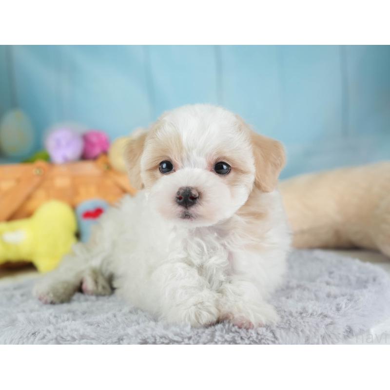 販売中の埼玉県のマルプー:マルチーズ×トイプードル-443803の7枚目