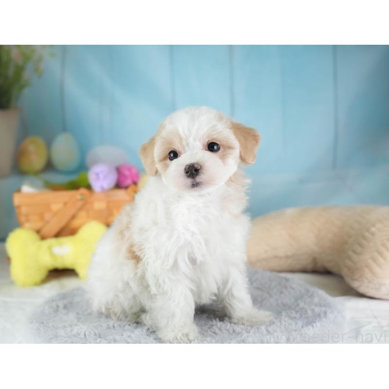 販売中の埼玉県のマルプー:マルチーズ×トイプードル-443803の6枚目