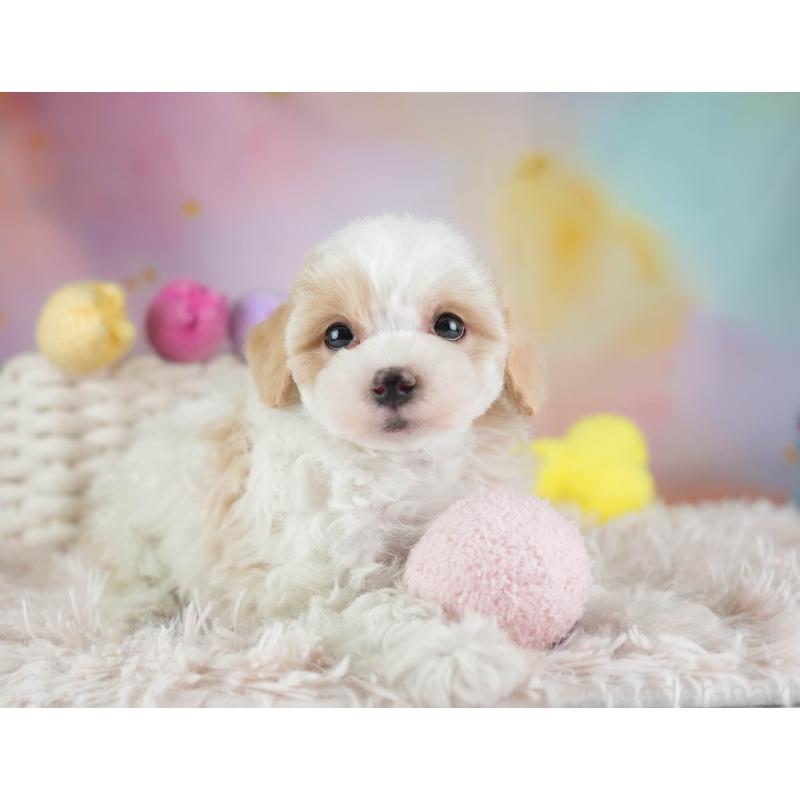 販売中の埼玉県のマルプー:マルチーズ×トイプードル-443803の5枚目