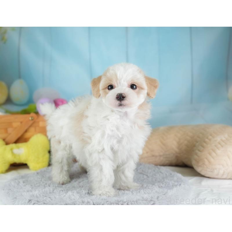 販売中の埼玉県のマルプー:マルチーズ×トイプードル-443803の4枚目