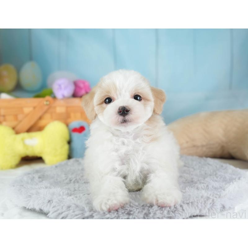 販売中の埼玉県のマルプー:マルチーズ×トイプードル-443803の3枚目