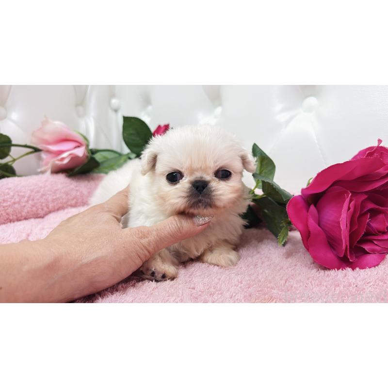 販売中の埼玉県のペキニーズ-443804