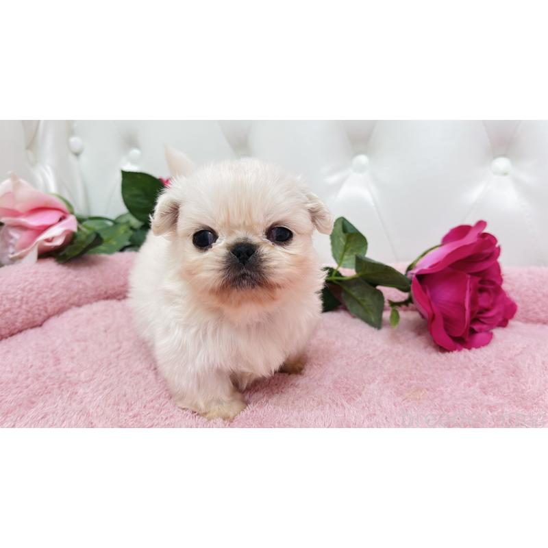 販売中の埼玉県のペキニーズ-443804の13枚目