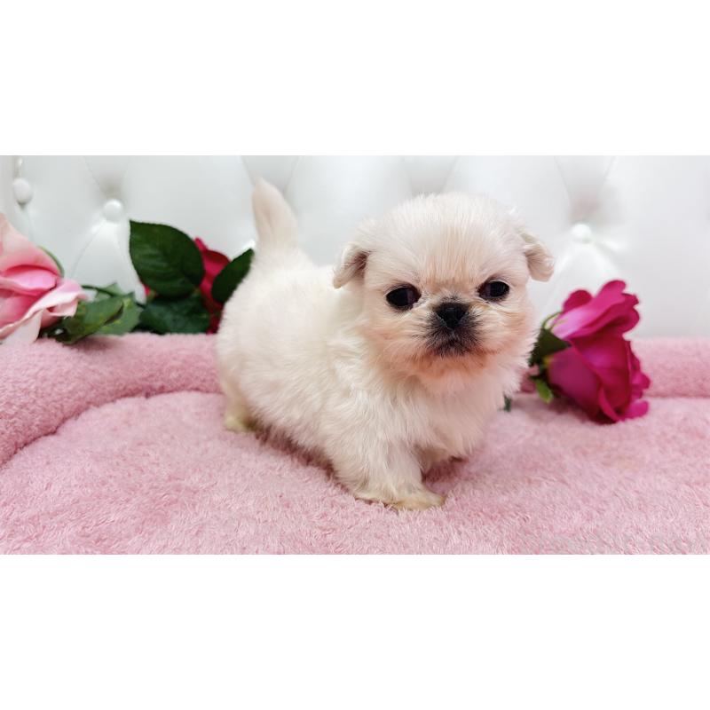 販売中の埼玉県のペキニーズ-443804の12枚目