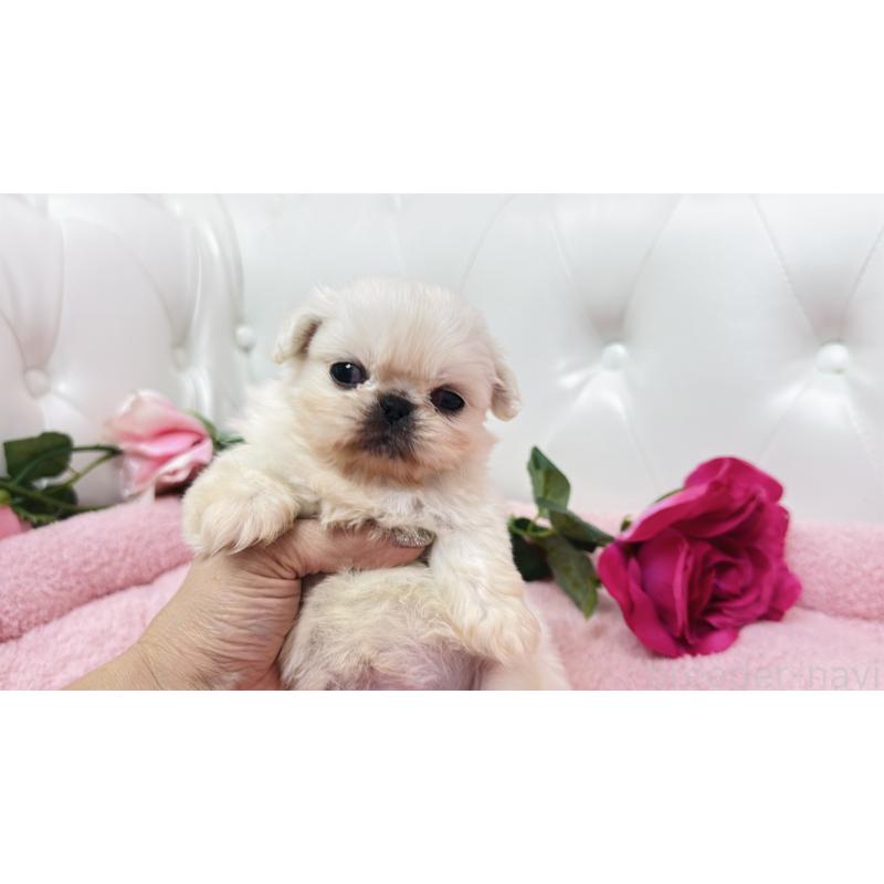 販売中の埼玉県のペキニーズ-443804の11枚目