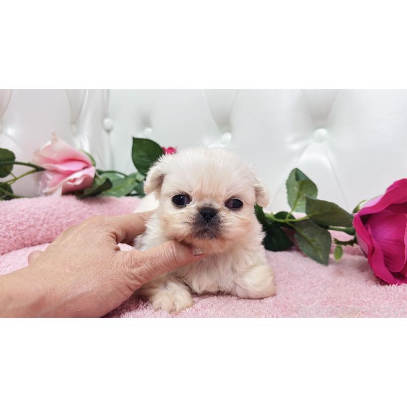 販売中の埼玉県のペキニーズ-443804の10枚目